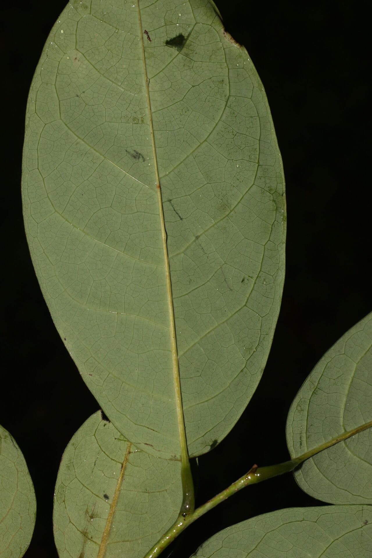 Annona 5