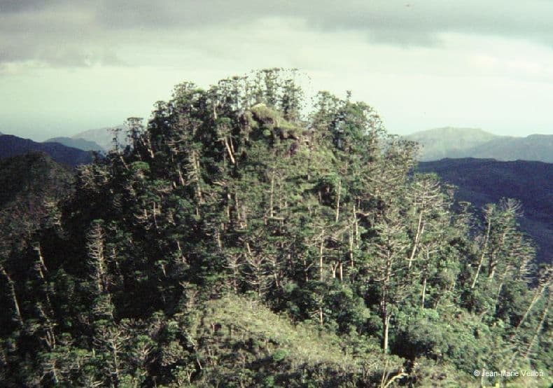 Araucaria 7