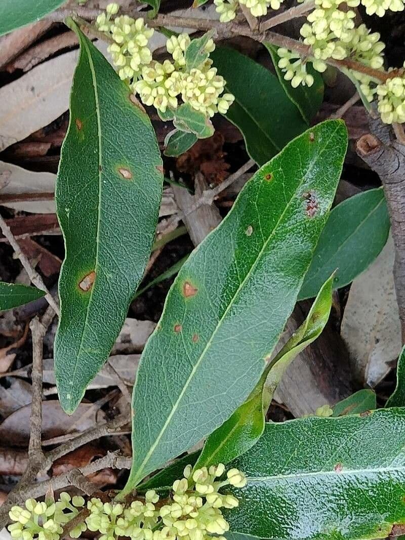 Langblättrige Falsche Olive 4