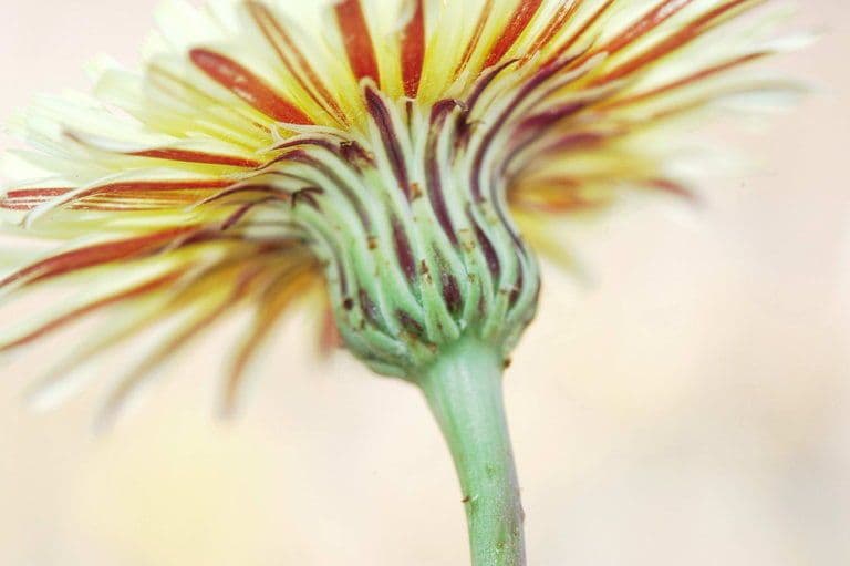 Malacothrix californiana 4