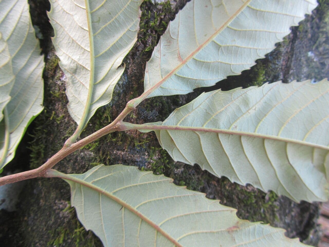 Cupania 11