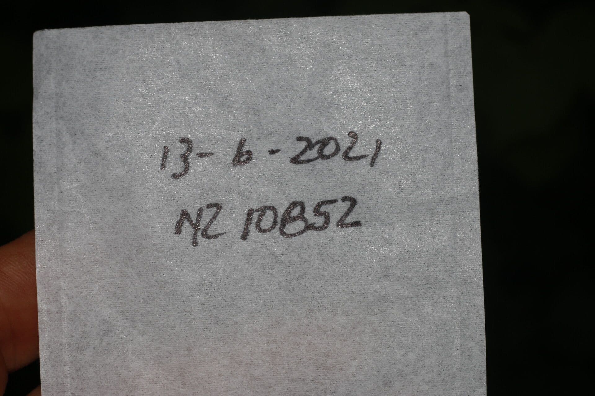 Cnidoscolus 27