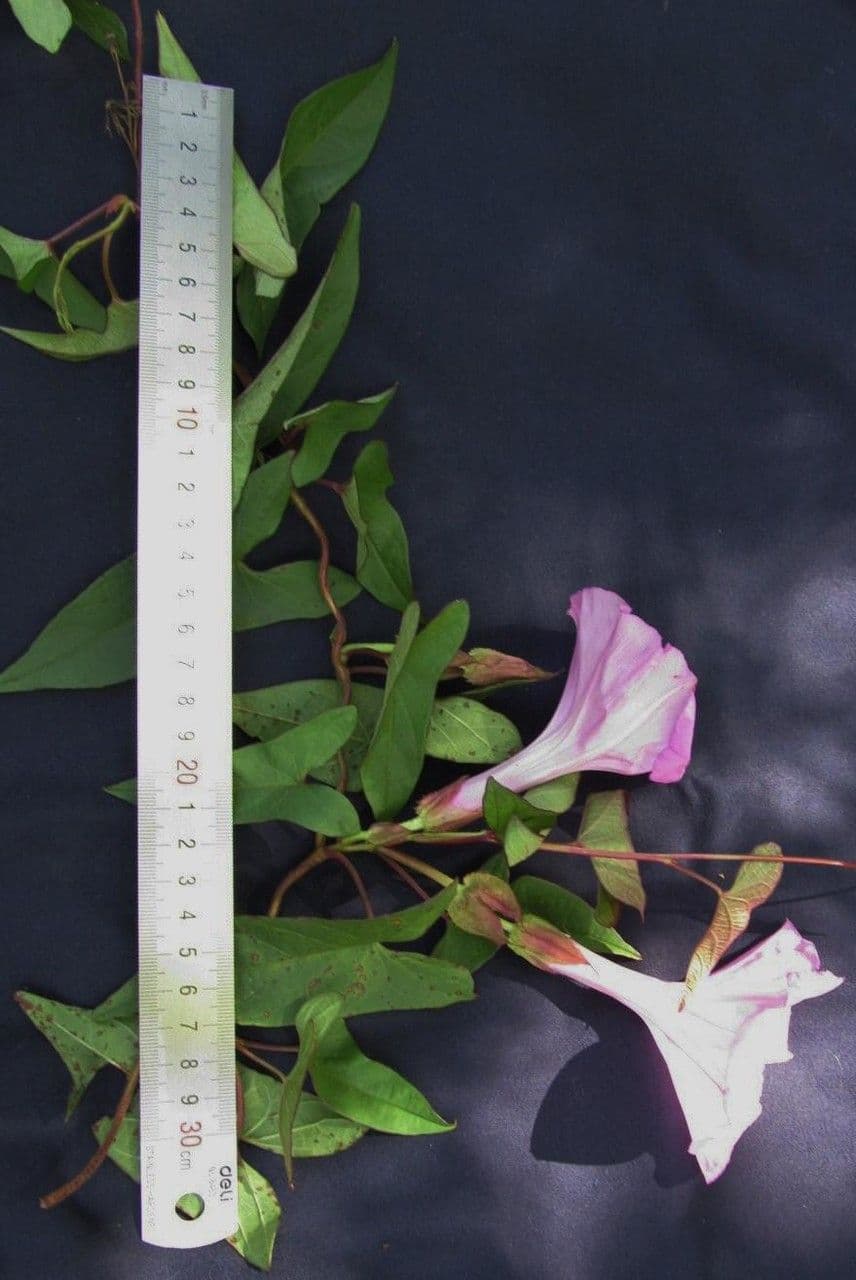Ipomoea setifera 14