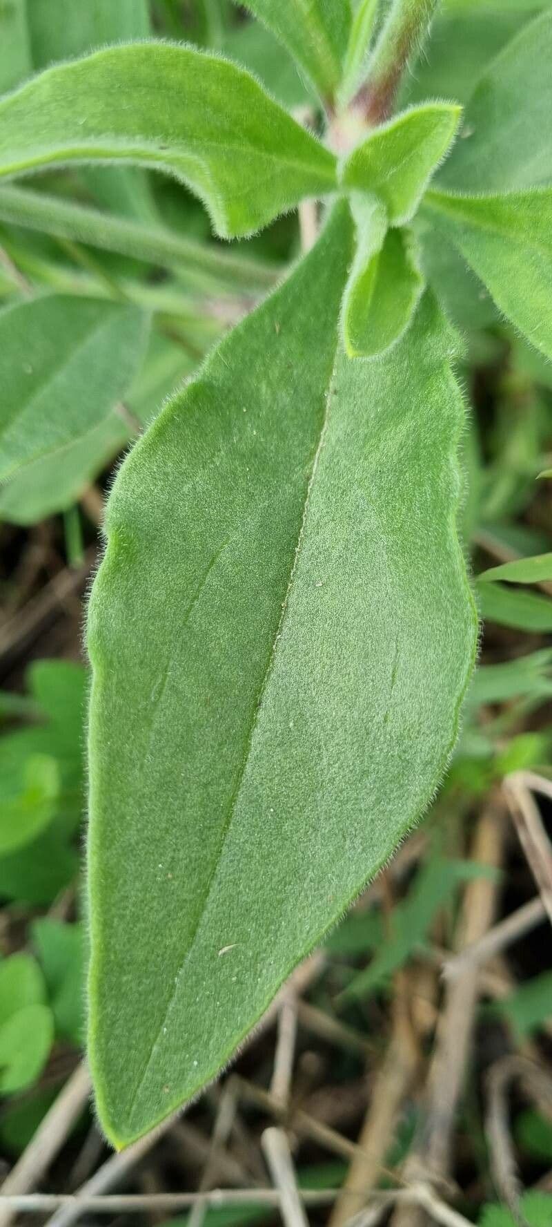Silene dicotoma 17