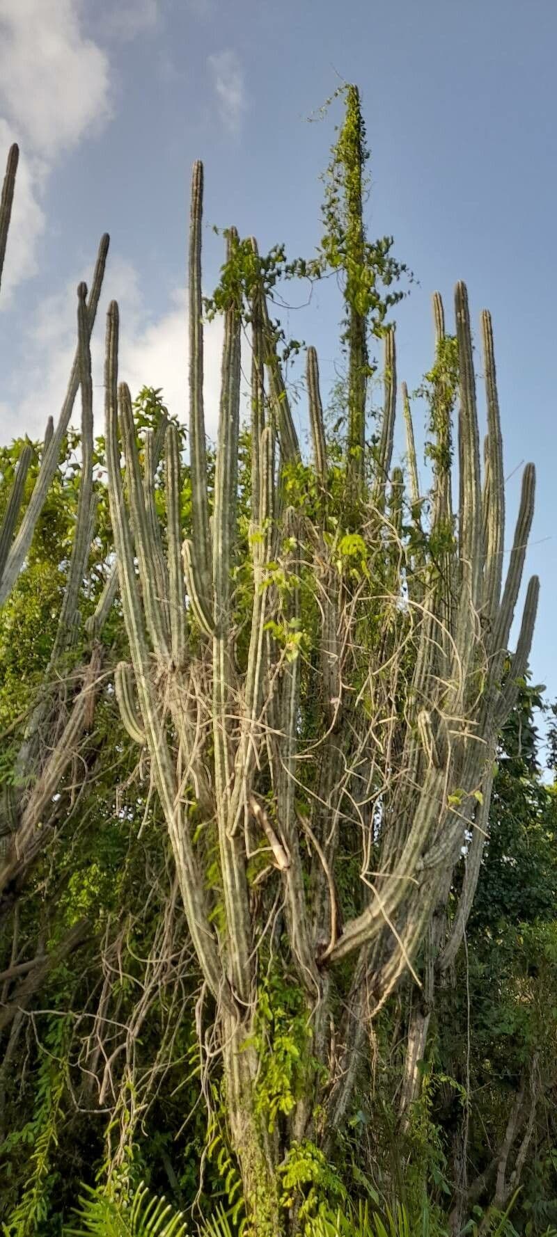 Pilosocereus