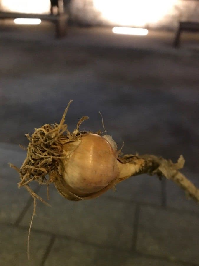 Aglio marino 2