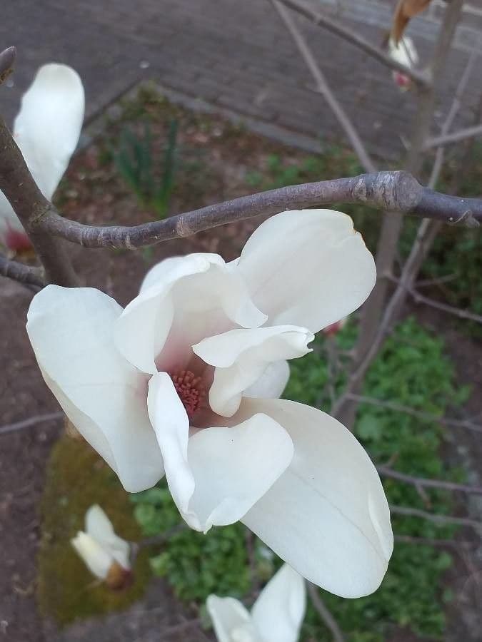 Magnolia cilindrica
