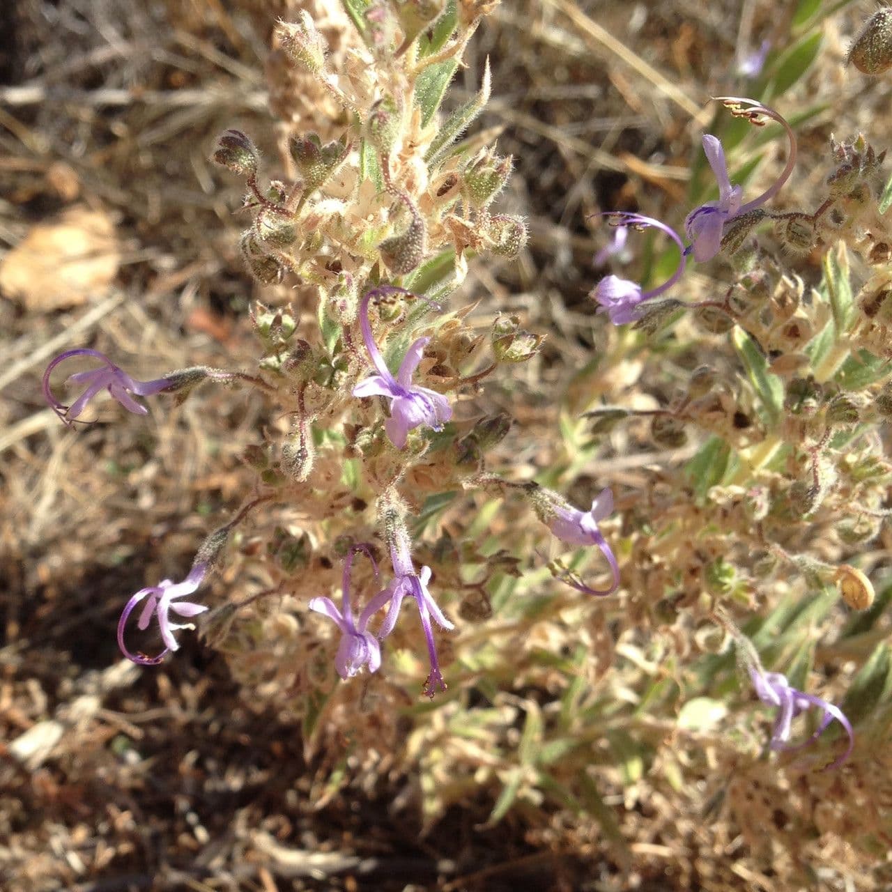 Trichostema lanceolatum 9