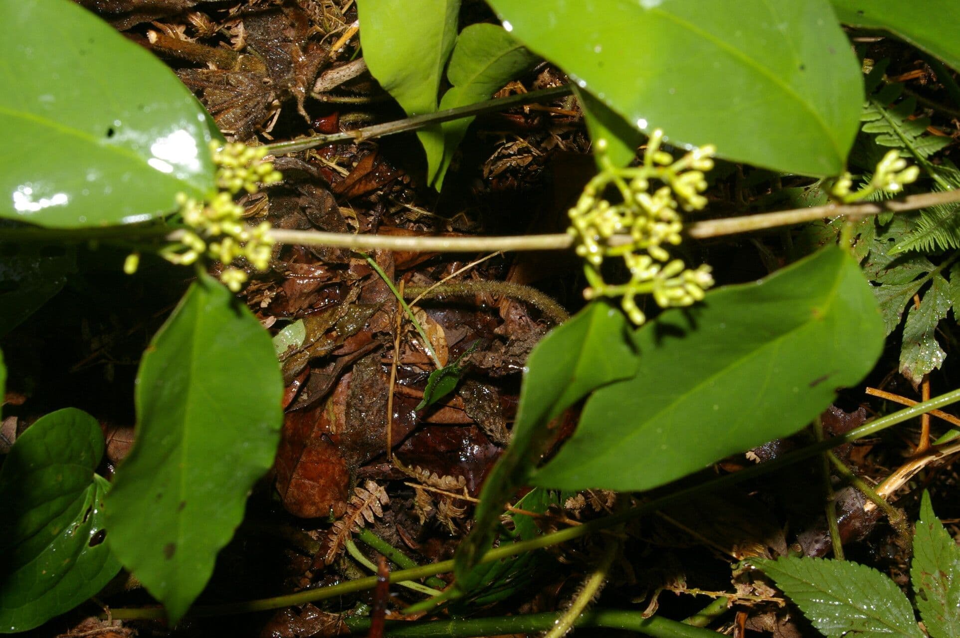 Struthanthus