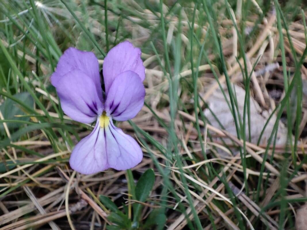 Viola