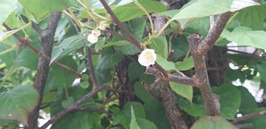 Actinidia kolomikta 6