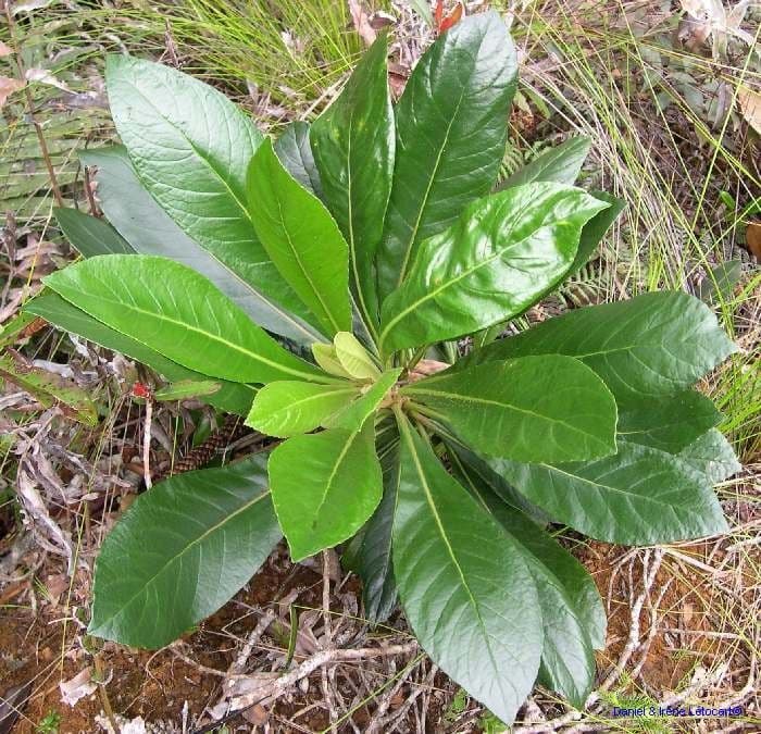 Apiopetalum 3