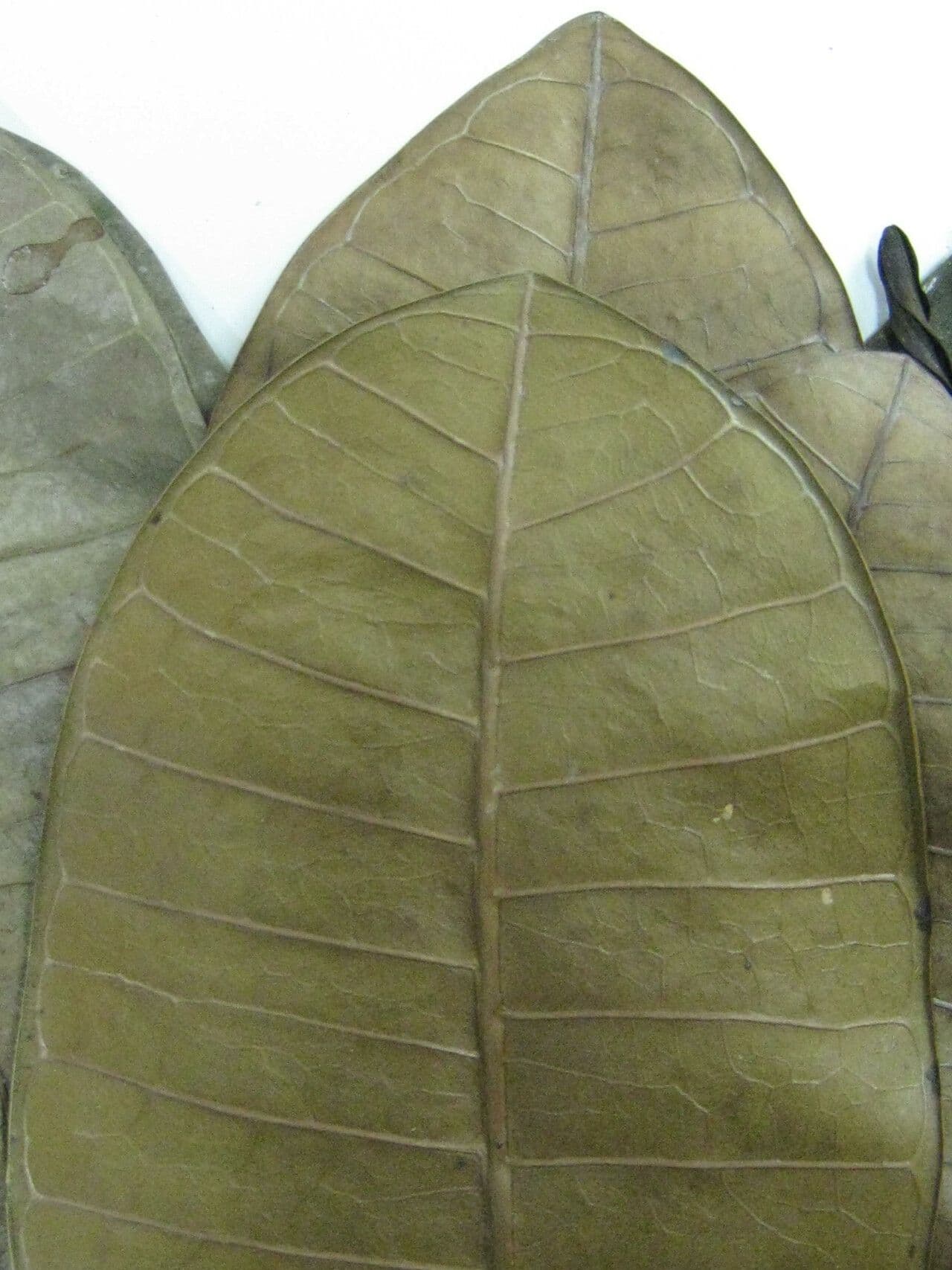 Himatanthus 11