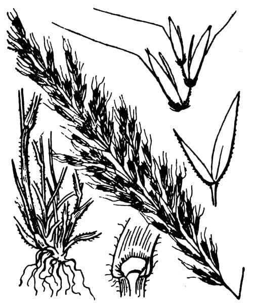 Triseto giallastro 24