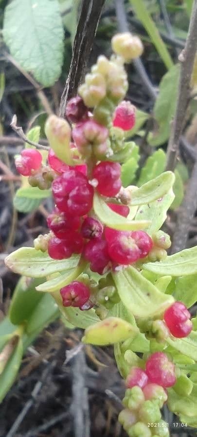 Phyllocladus 6