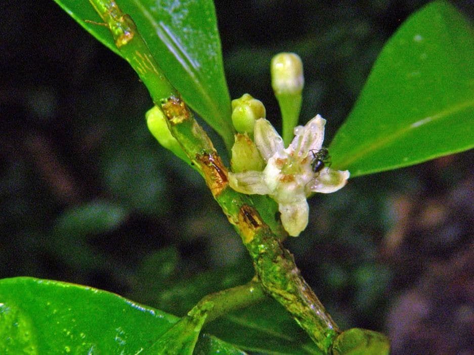 Erythroxylum 19
