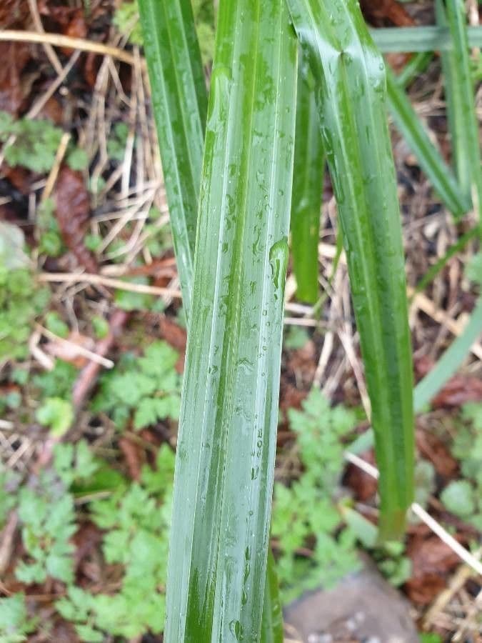 Stinking sedge 20