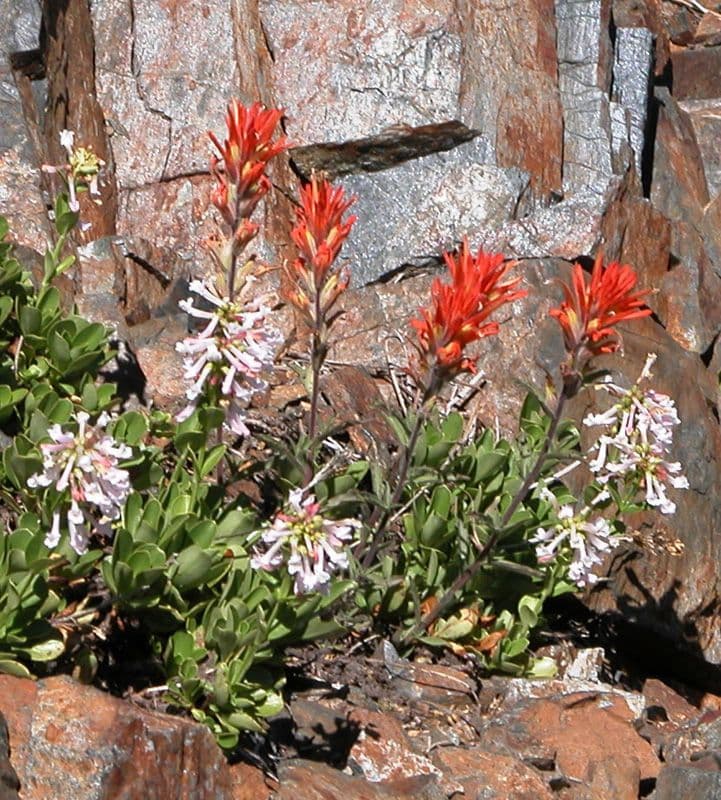 Penstemon 4