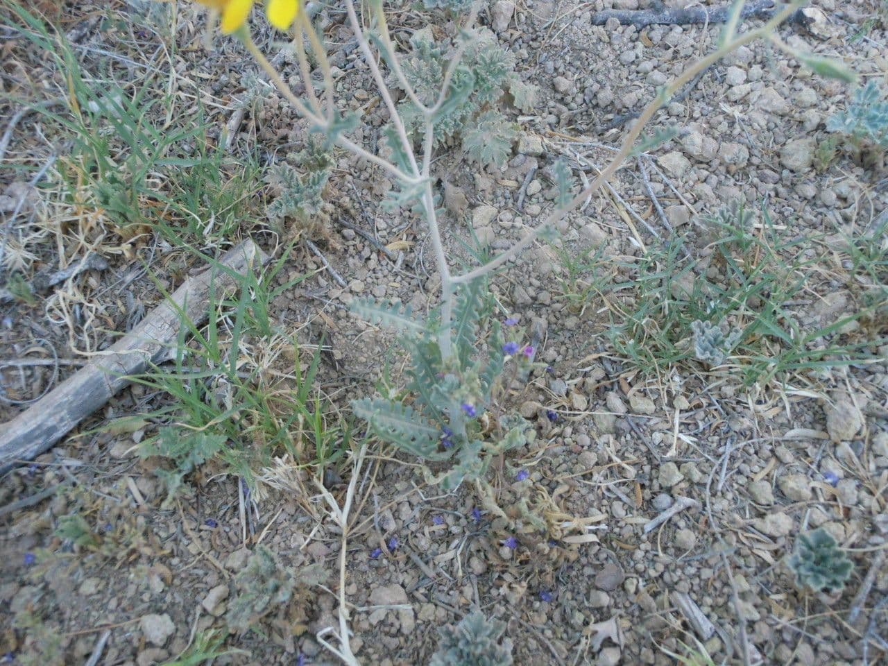 Mentzelia multiflora 15