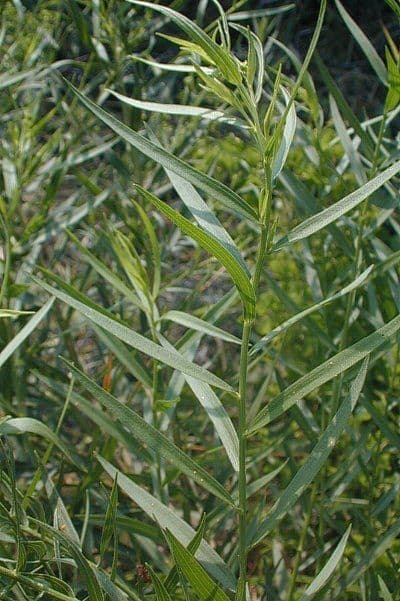 Euthamia 7