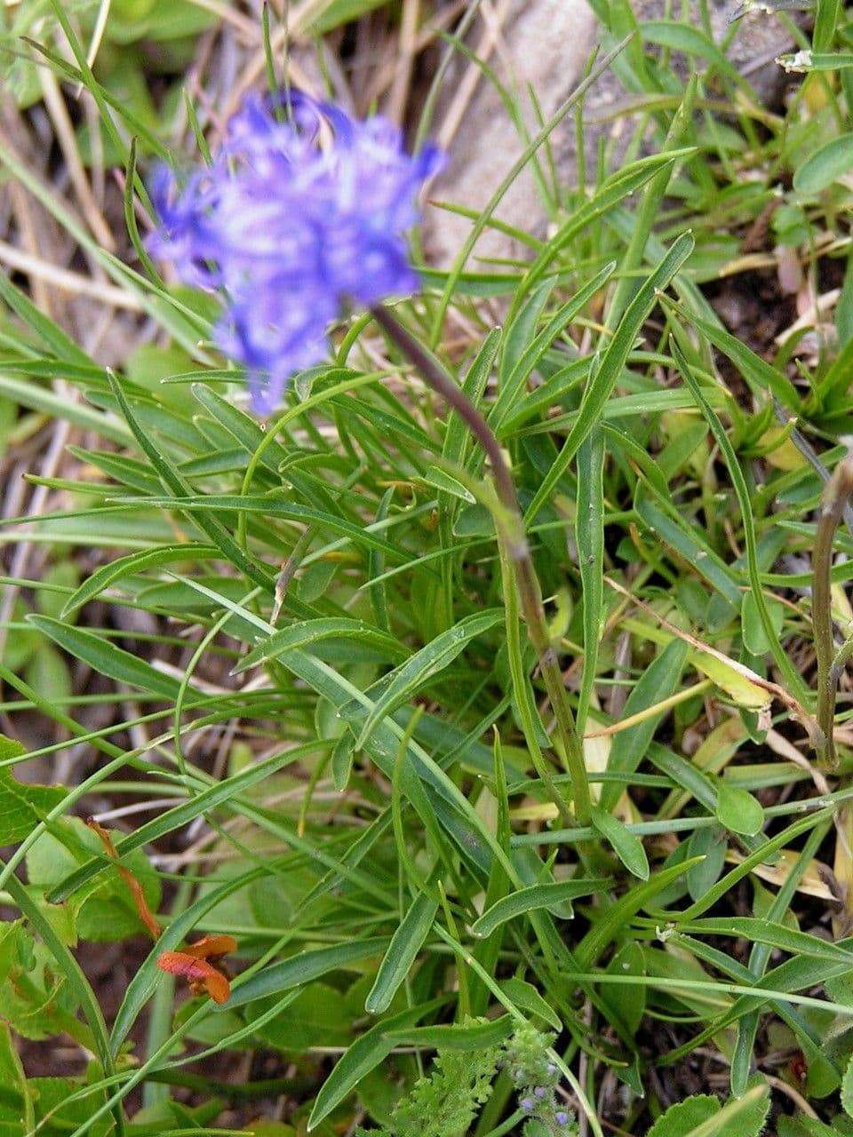 Phyteuma globulariifolium 9