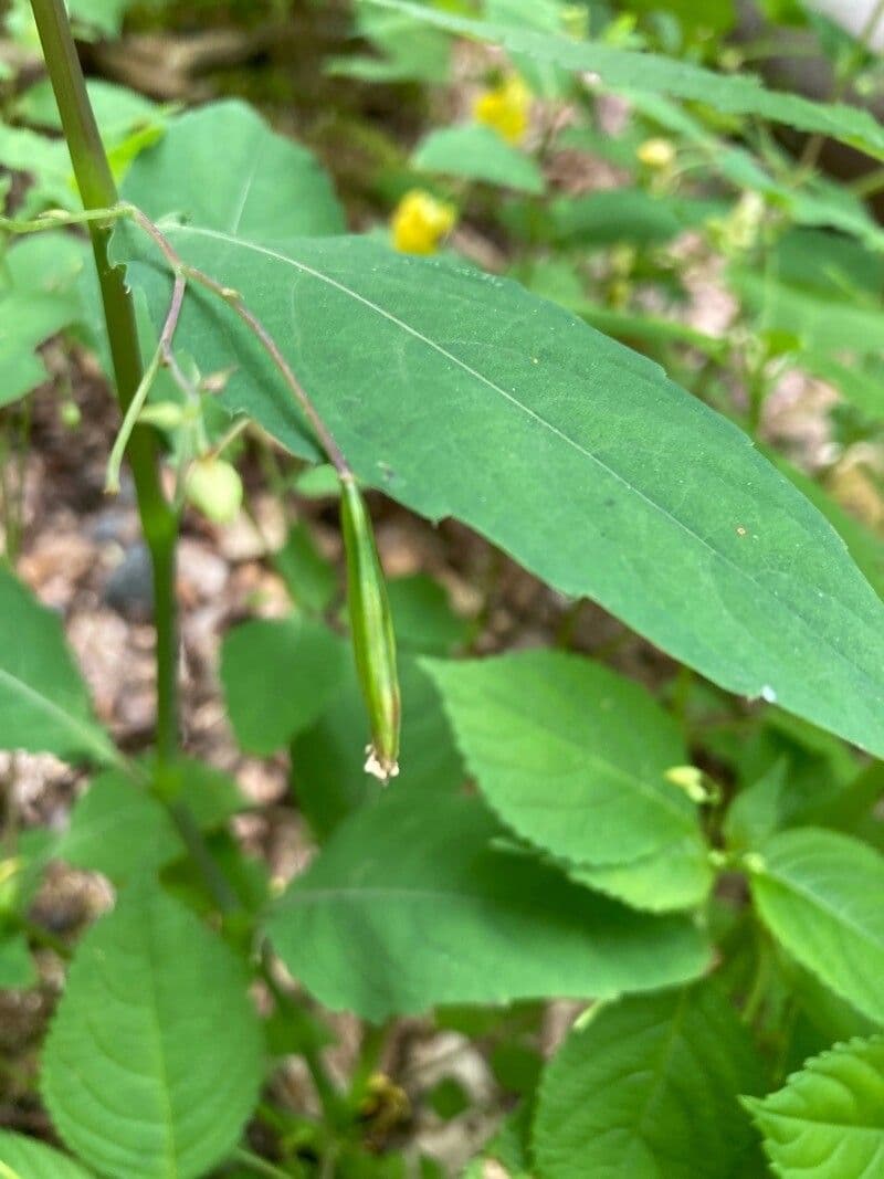 Erba impaziente 5