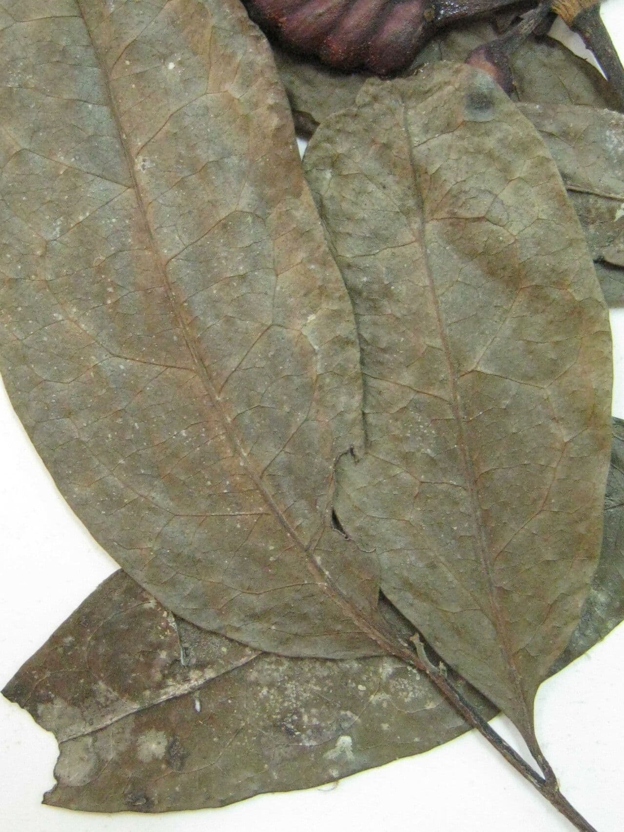 Surinam-Cardiopetalum 5