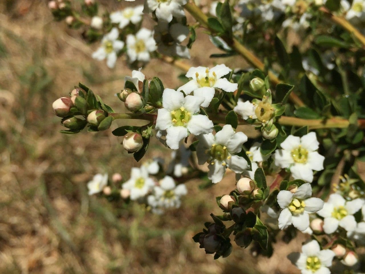 Escallonia 6