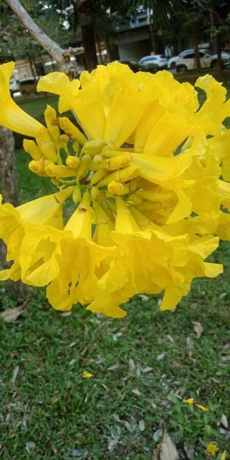 Ipê amarelo 6