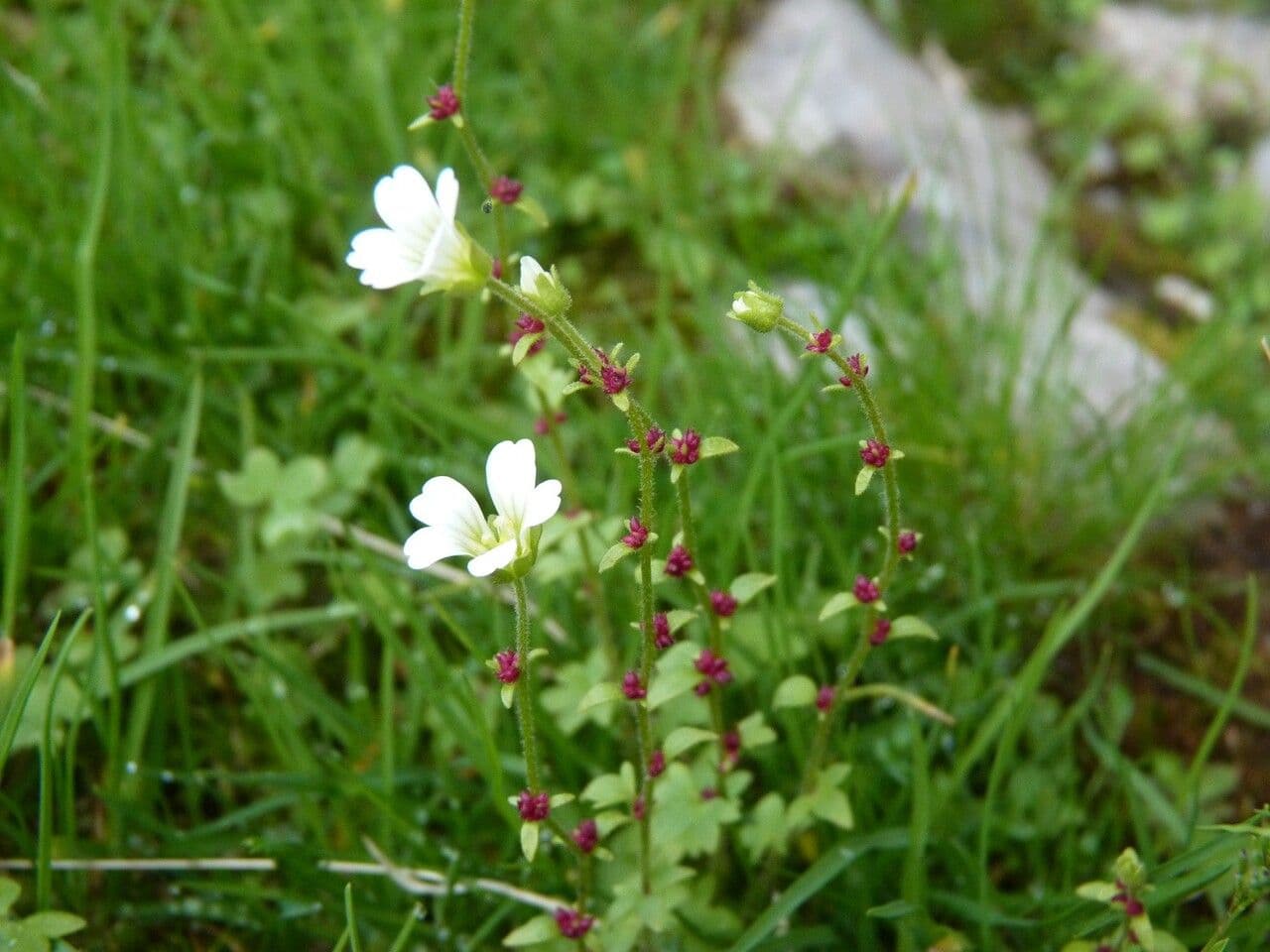 Sassifraga bulbifera 8