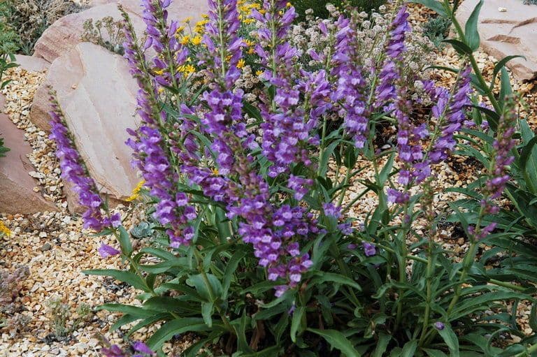 Penstemon hladký 6