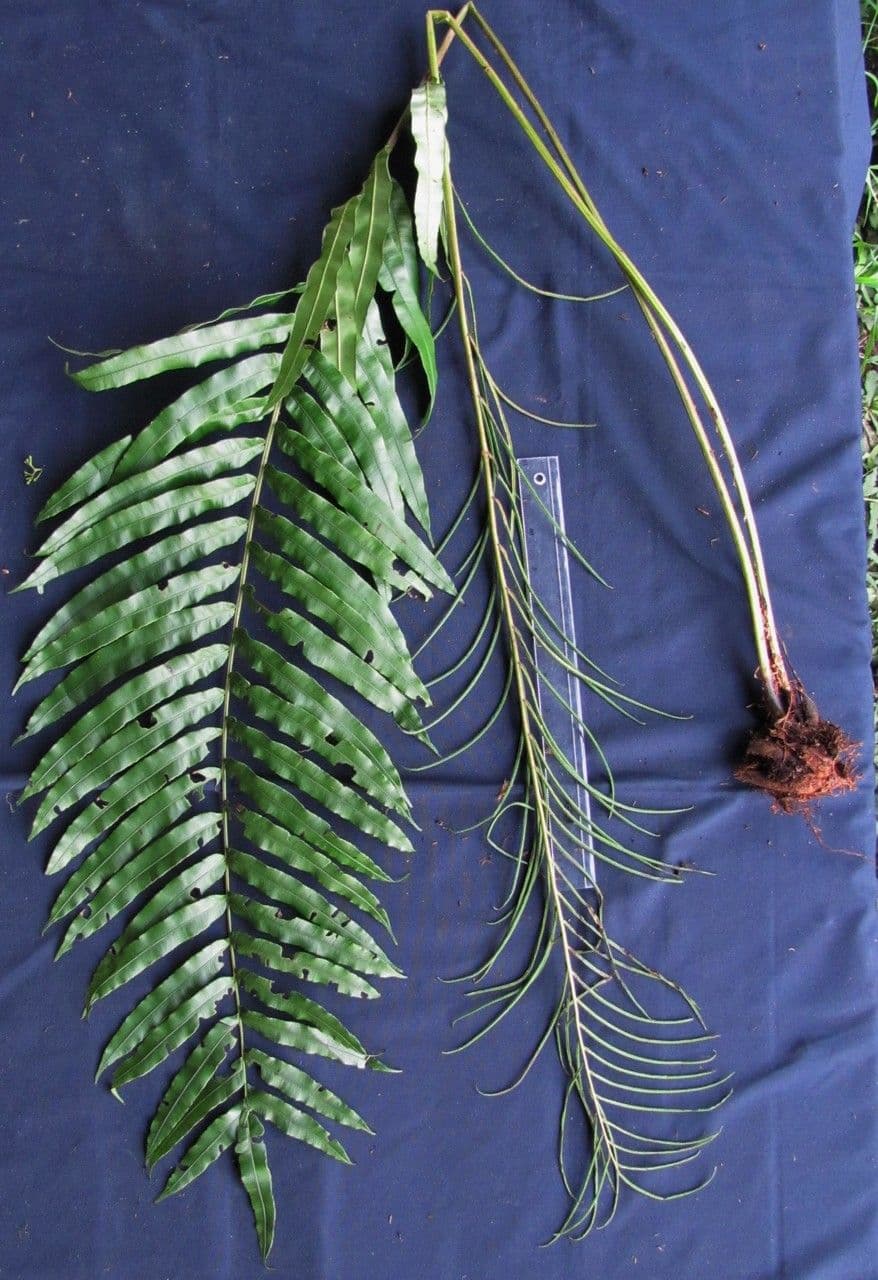 Blechnum 4