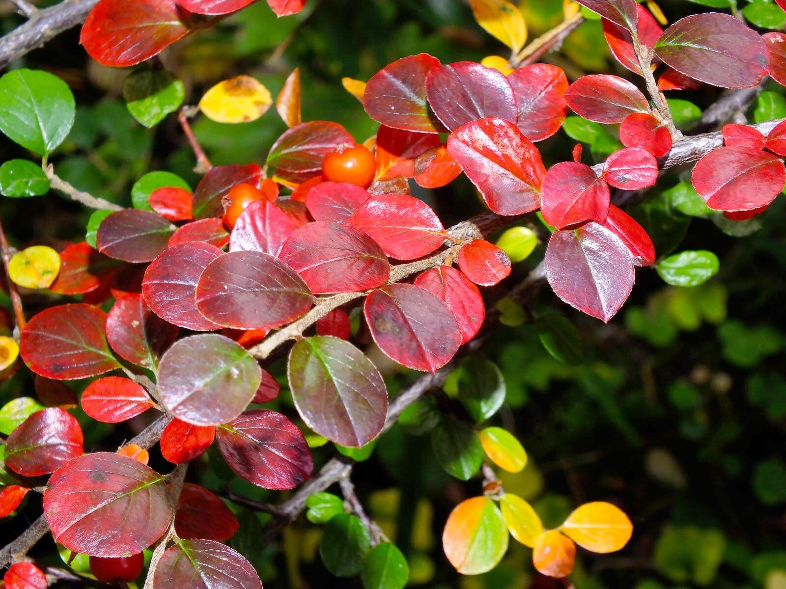 Cotoneaster 13