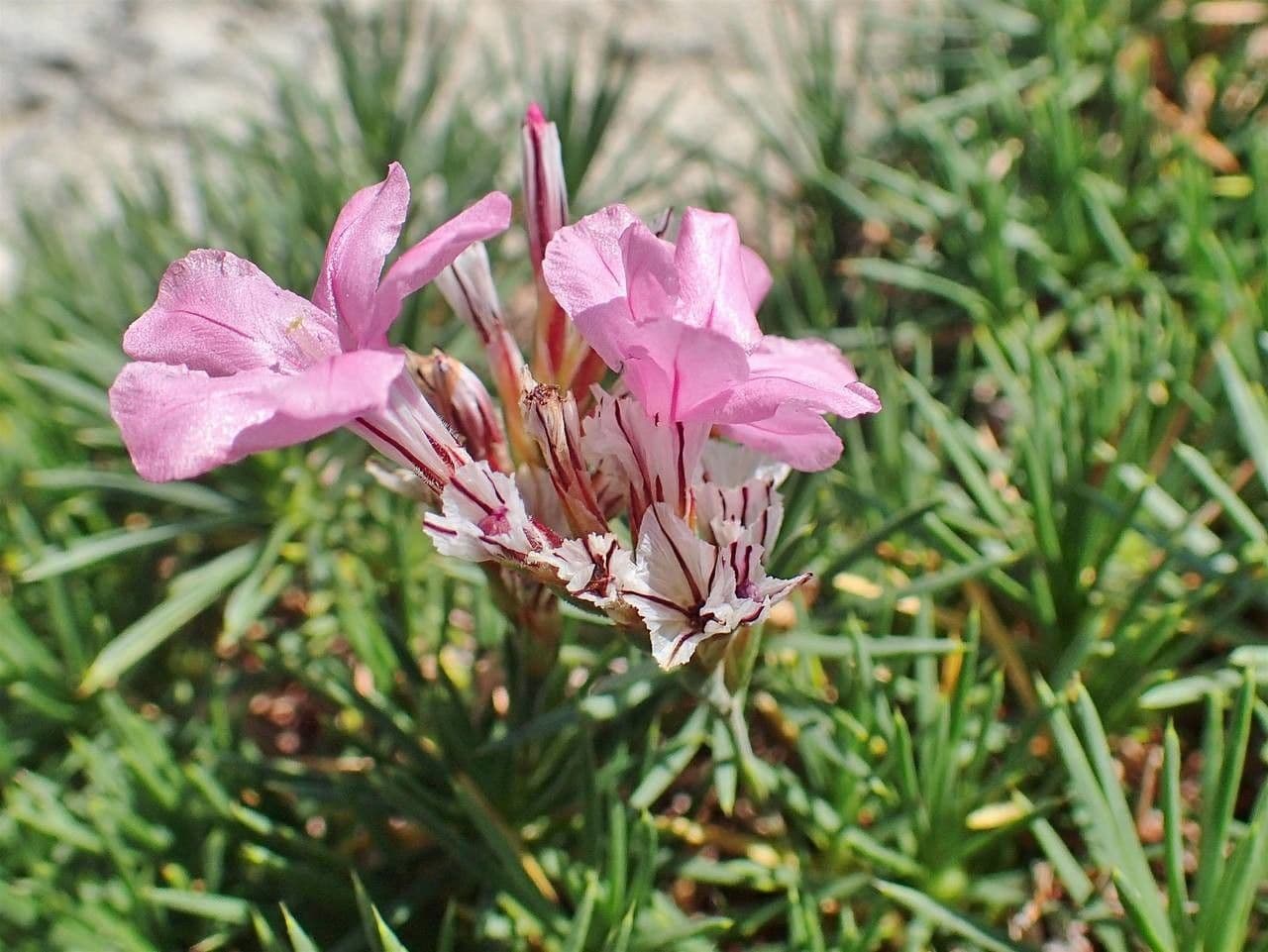 Acantholimon 6
