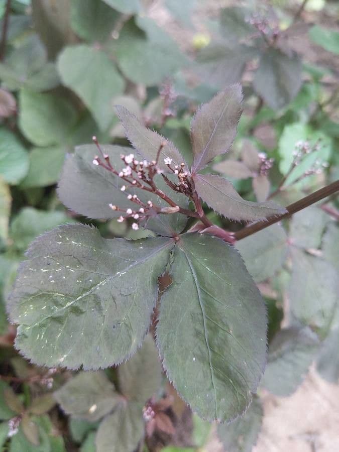 Criptotenia japonská 5