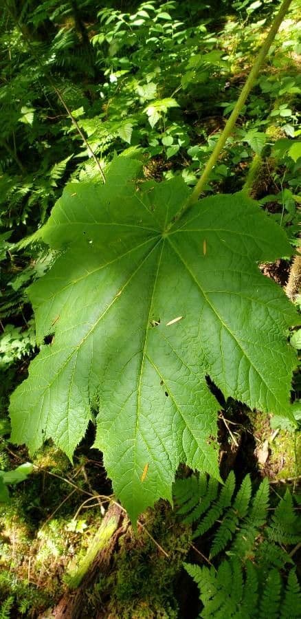 Oplopanax horridus 19