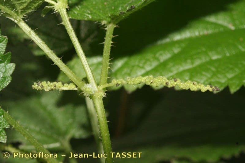 Ortica morifolia 2