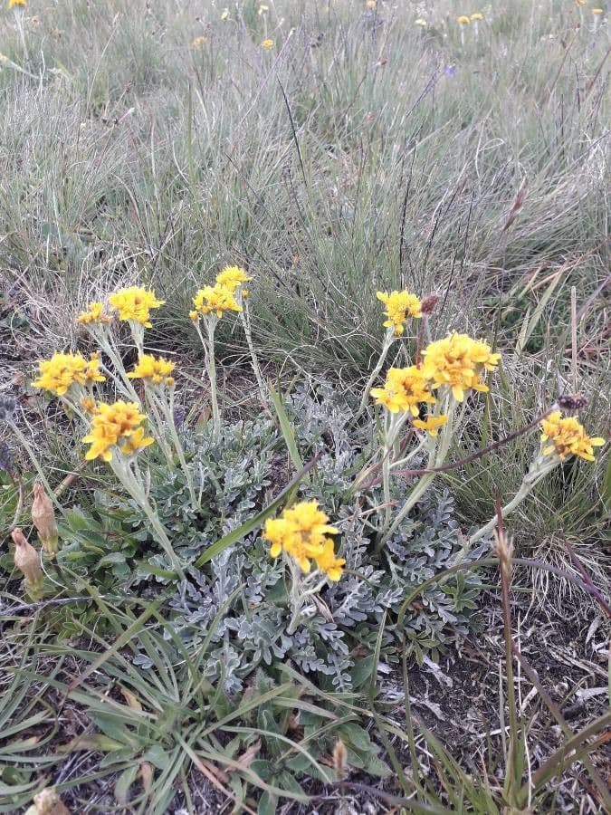 Senecio grigio 29