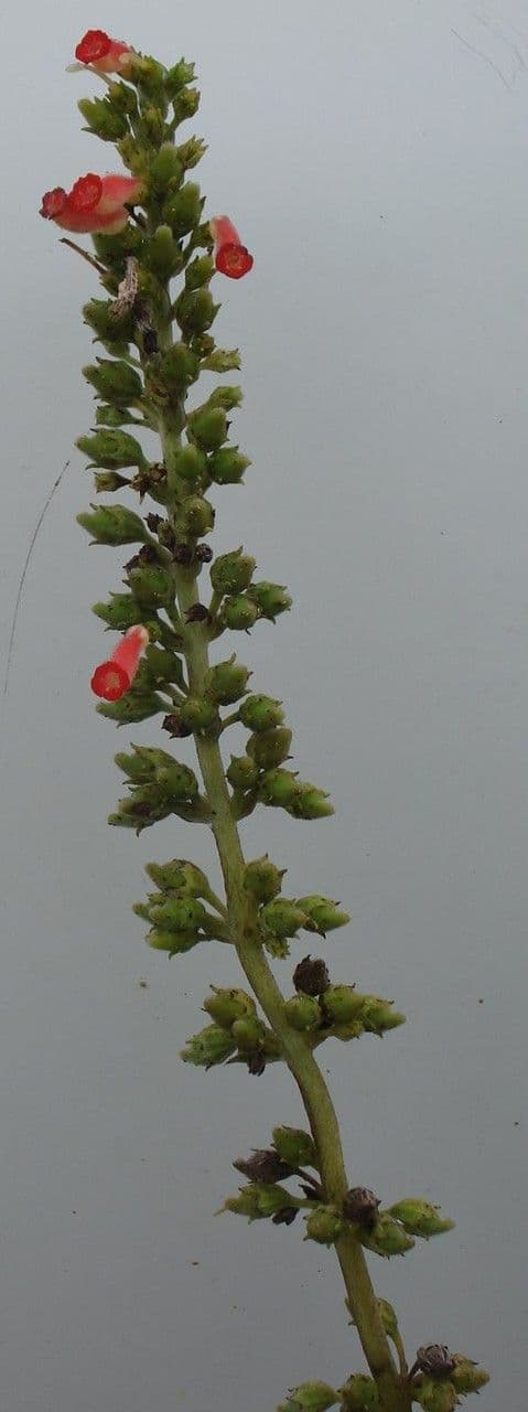 Kohleria 13
