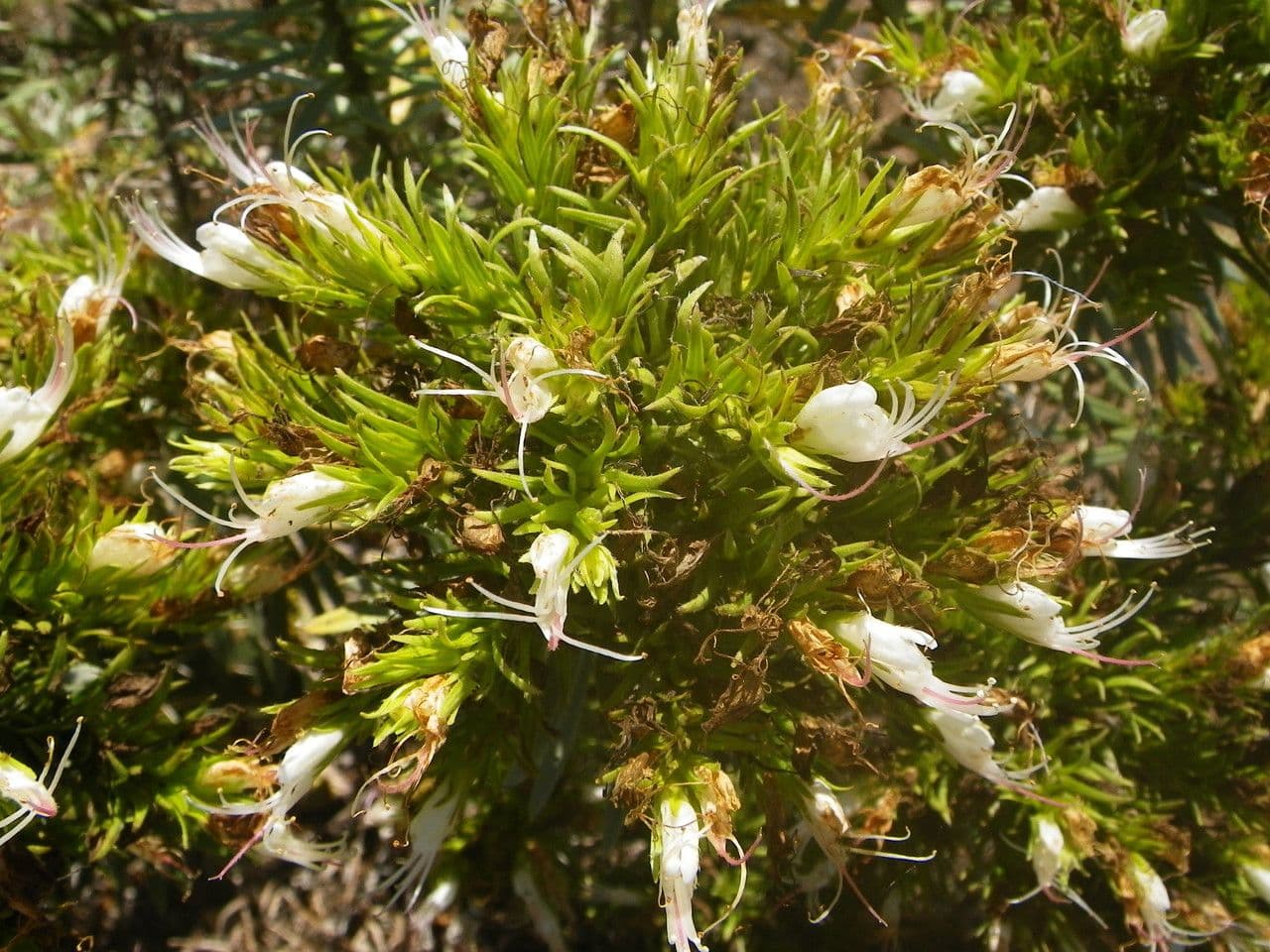 Echium ostny 8