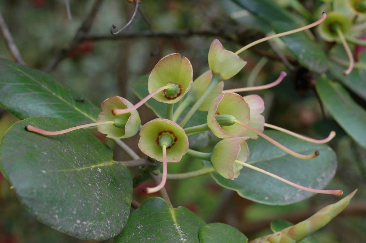 Rododendro 3