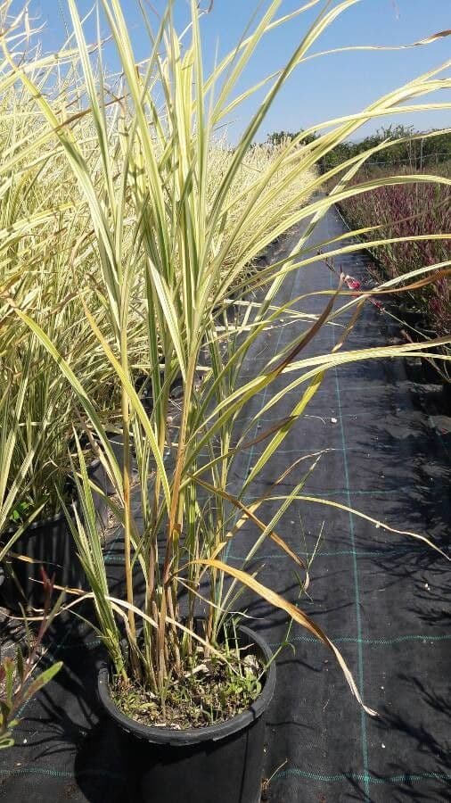 Carex brunnea 5