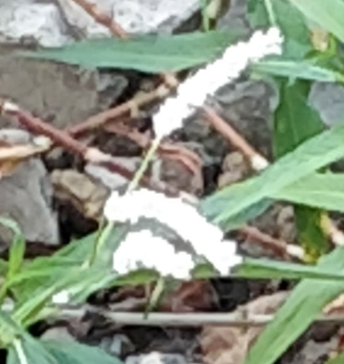 Persicaria