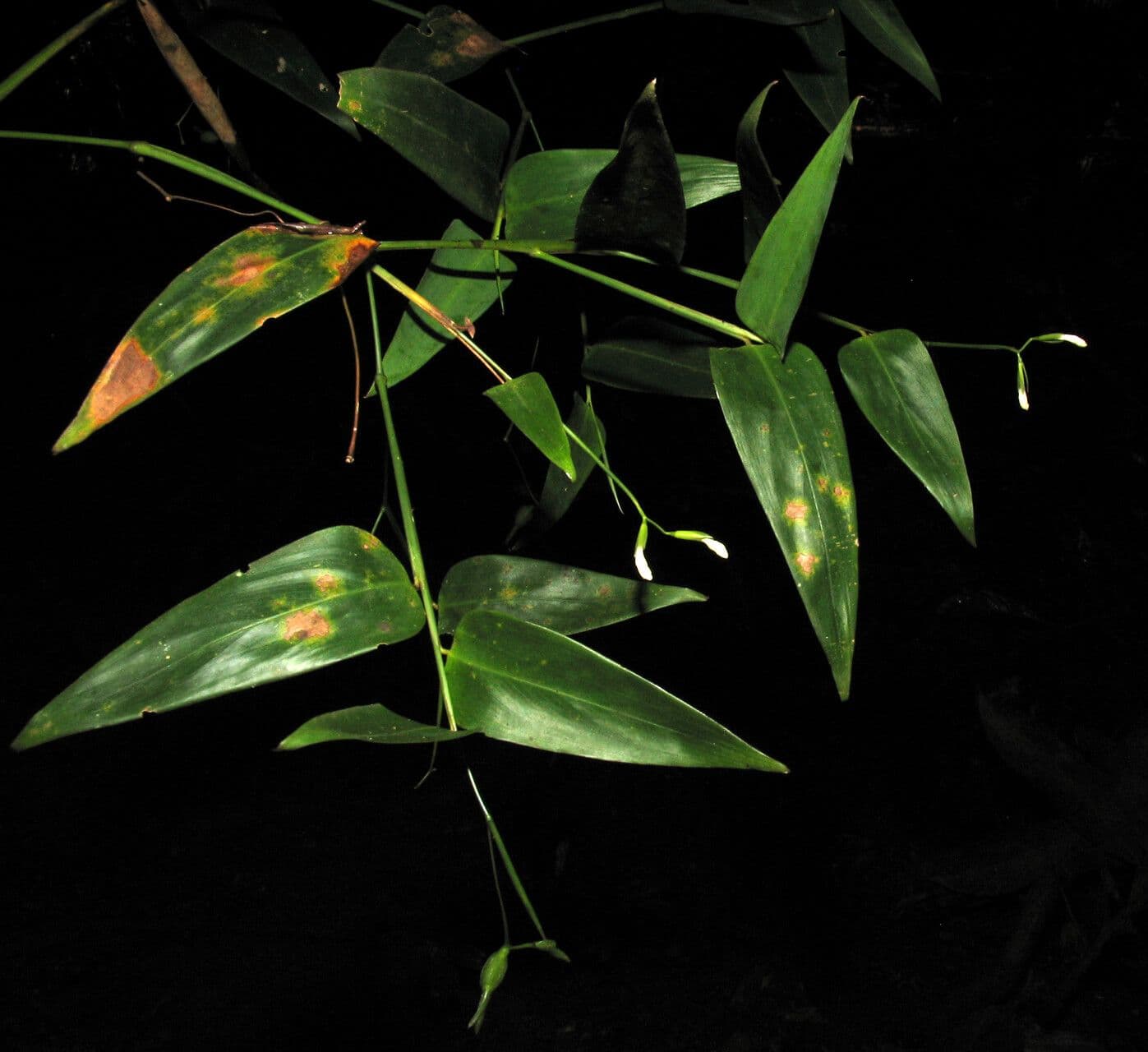 Maranta 4