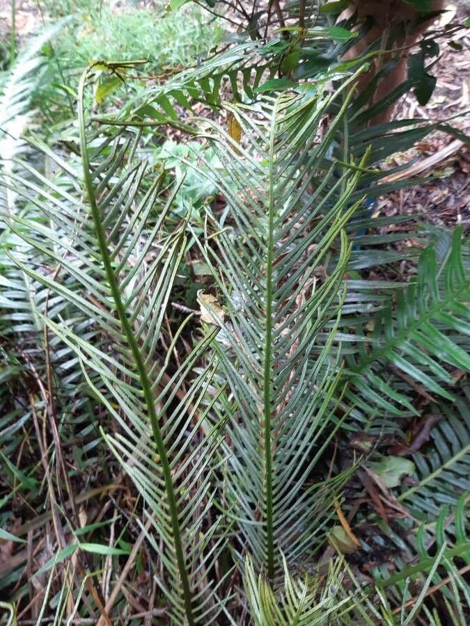 Blechnum attenuatum 4
