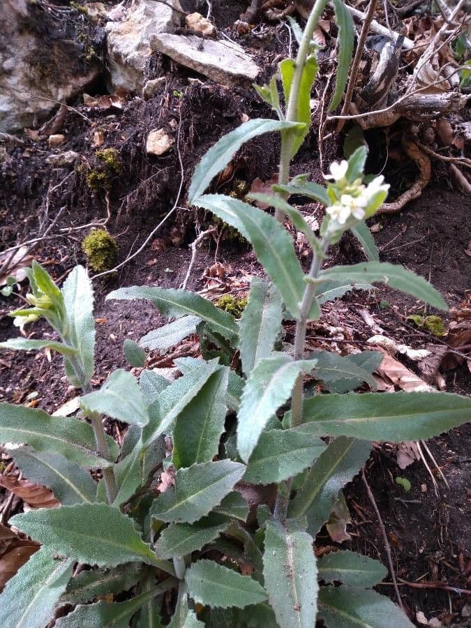 Arabis 8