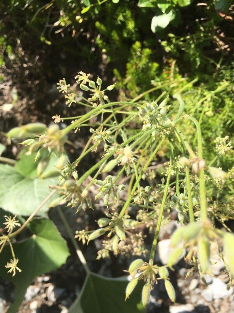 Athamanta cretensis 2