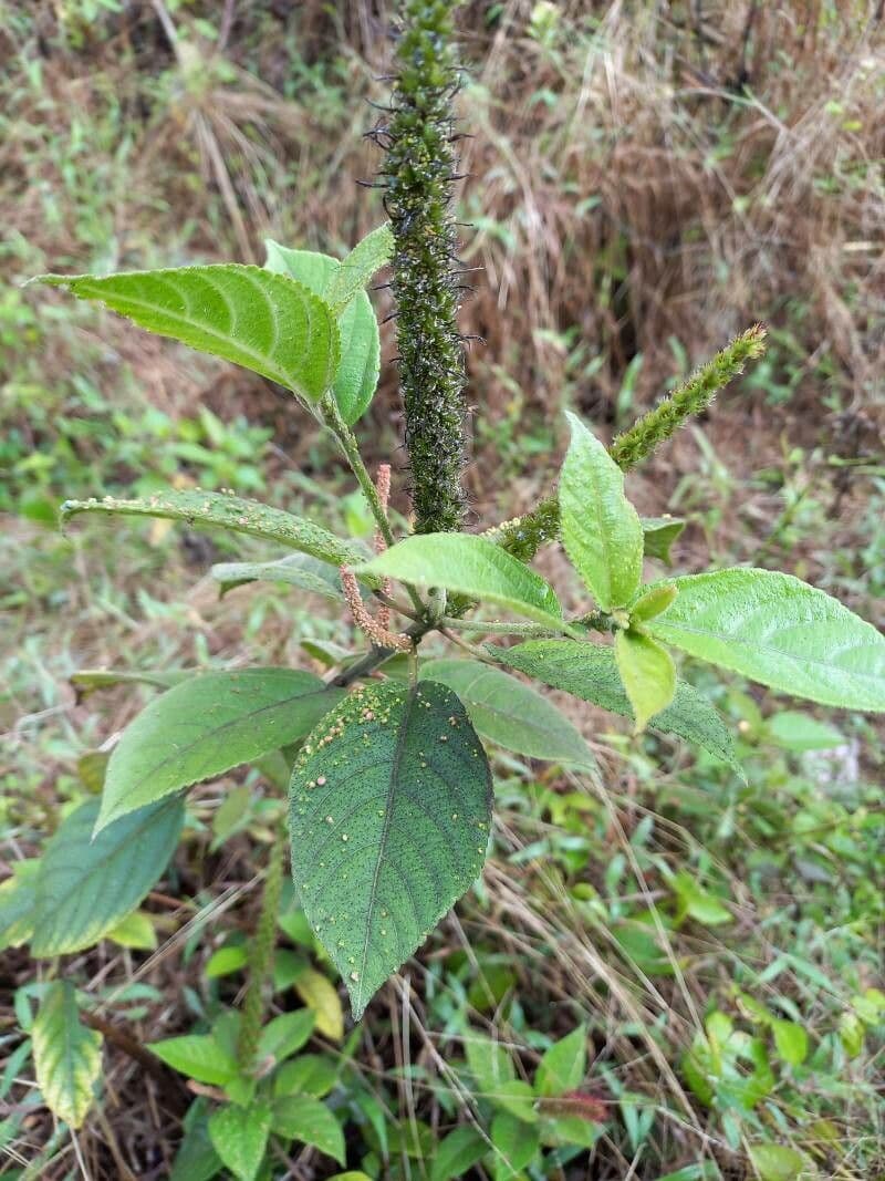 Ontano Acuminato 5