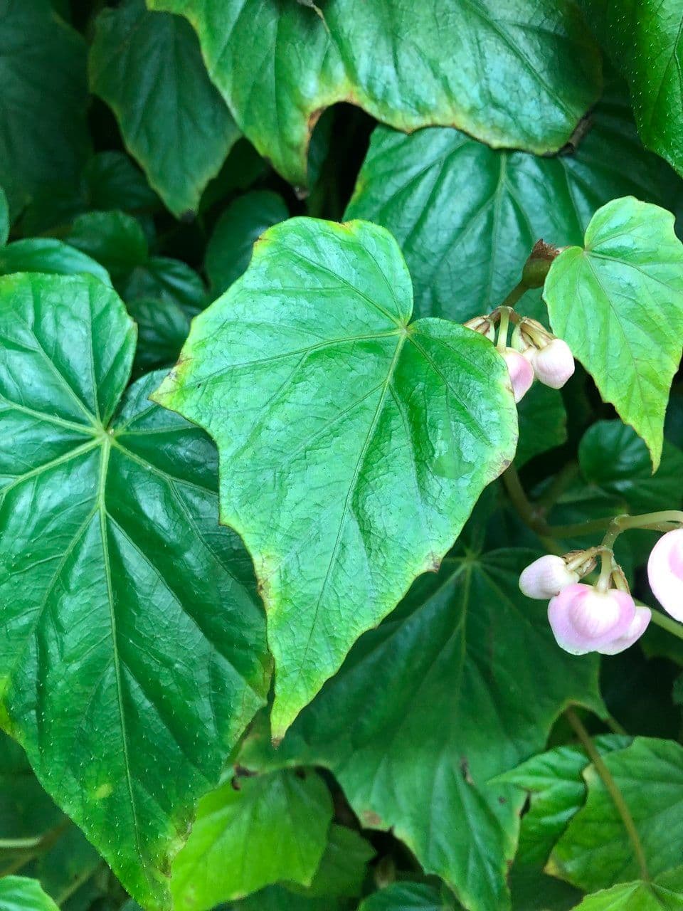 Begonia formosana 9