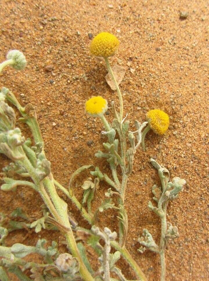 Brocchia 9